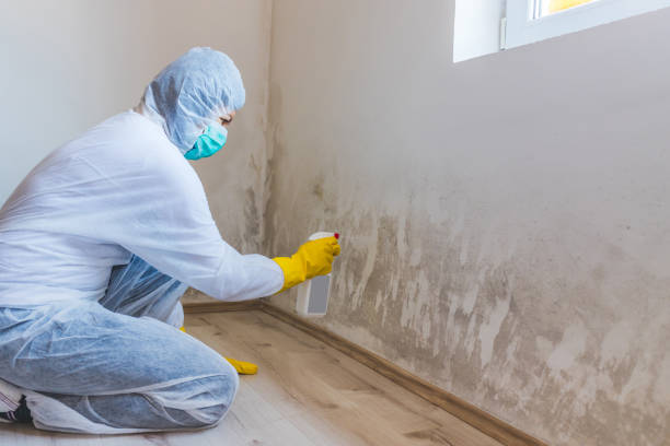 Licensed Attic Mold Remediation service in Groveland, FL - Car Mold Remediation