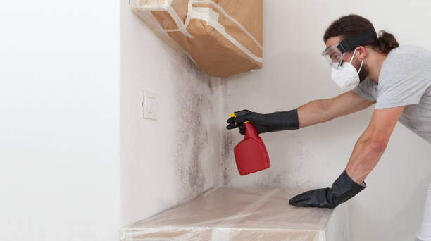 Professional Attic Mold Remediation technician working in Groveland, FL